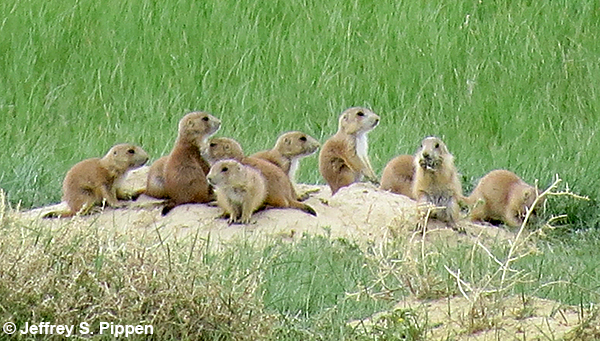 Black-tailed Prairie Dog (Cynomys ludovicianus)