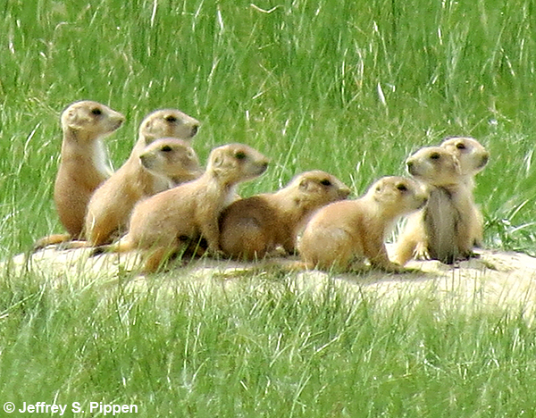 Black-tailed Prairie Dog (Cynomys ludovicianus)