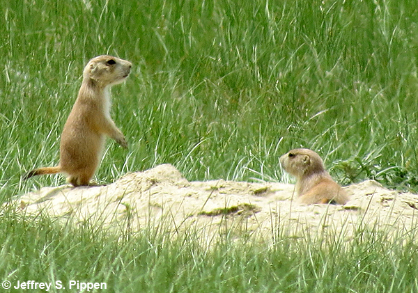 Black-tailed Prairie Dog (Cynomys ludovicianus)