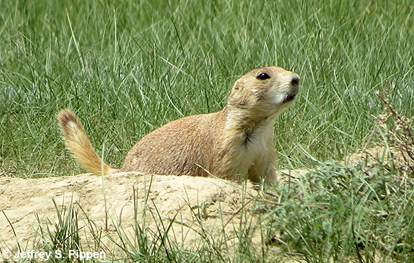 Black-tailed Prairie Dog (Cynomys ludovicianus)