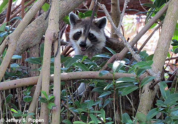 Raccoon (Procyon lotor)