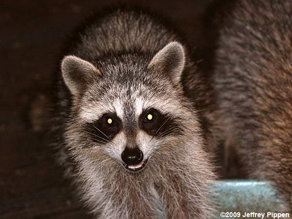Raccoon (Procyon lotor)