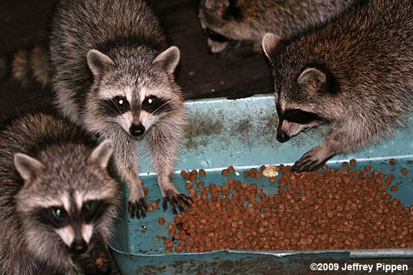 Raccoon (Procyon lotor)