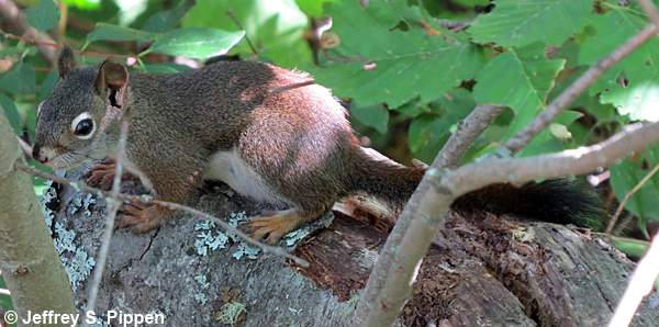 Red Squirrel (Tamiasciurus hudsonicus)