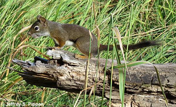 Red Squirrel (Tamiasciurus hudsonicus)