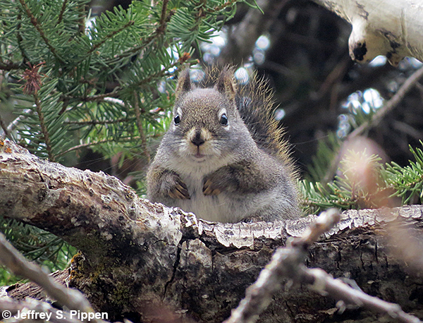 Red Squirrel (Tamiasciurus hudsonicus)