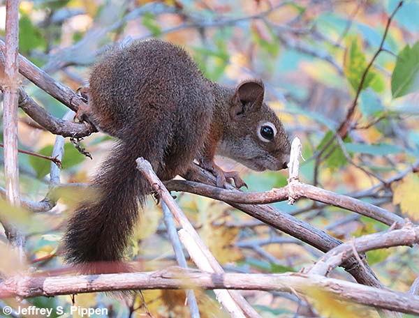 Red Squirrel (Tamiasciurus hudsonicus)