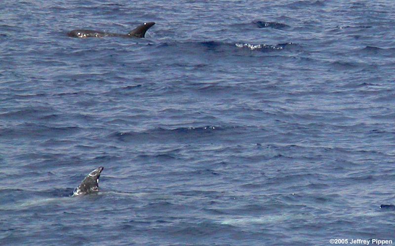 Risso's Dolphin (Grampus griseus)