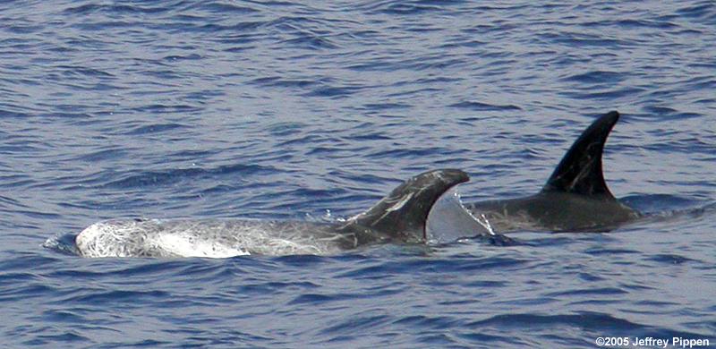 Risso's Dolphin (Grampus griseus)