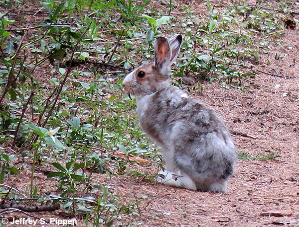 Snowshoe Hare (Lepus americanus)