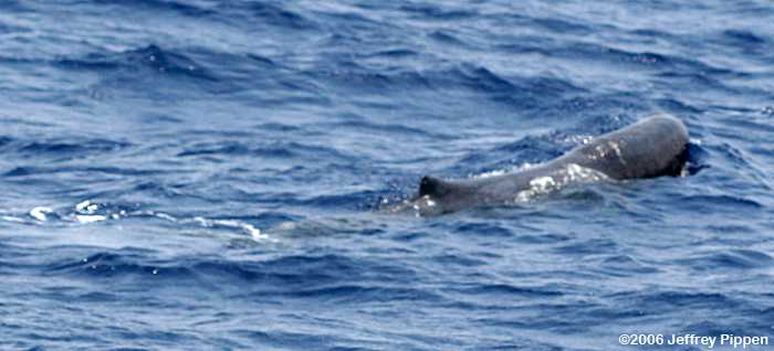 Sperm Whale (Physeter catodon)