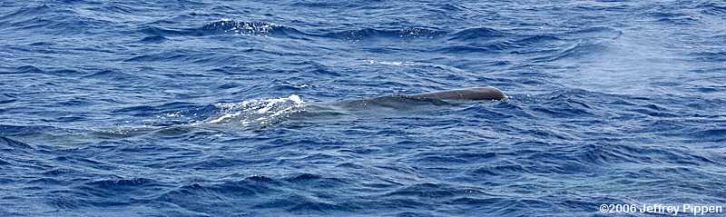 Sperm Whale (Physeter catodon)