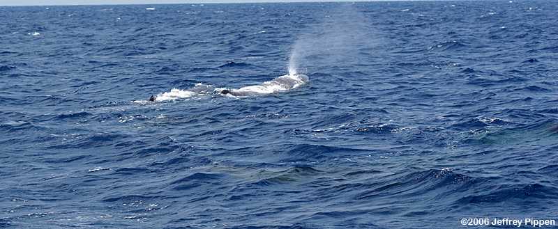Sperm Whale (Physeter catodon)