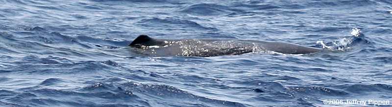 Sperm Whale (Physeter catodon)