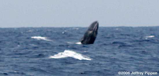 Sperm Whale (Physeter catodon)