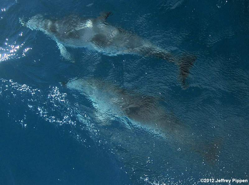 Atlantic Spotted Dolphin (Stenella frontalis)
