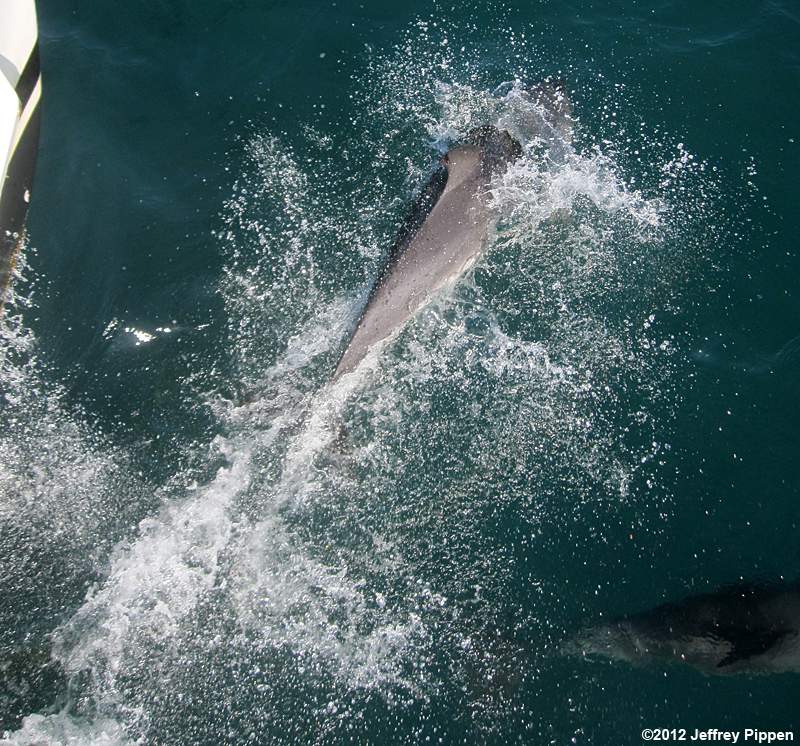 Atlantic Spotted Dolphin (Stenella frontalis)