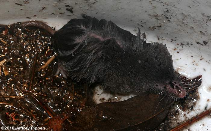 Southern Short-tailed Shrew (Blarina carolinensis)