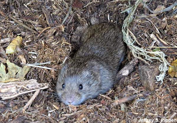 vole (Microtus sp.)