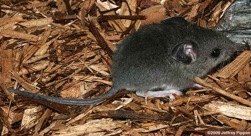 deermouse (Peromyscus sp.)
