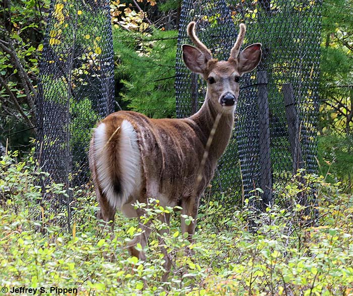 White-tailed Deer (Odocoileus virginianus)