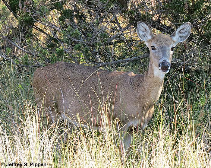 White-tailed Deer (Odocoileus virginianus)