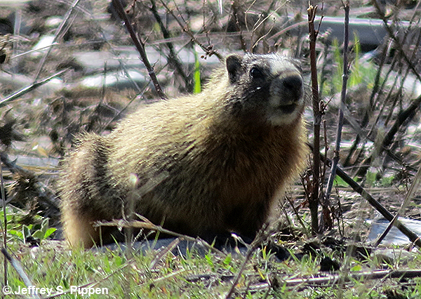 Yellow-bellied Marmot (Marmota flaviventris)