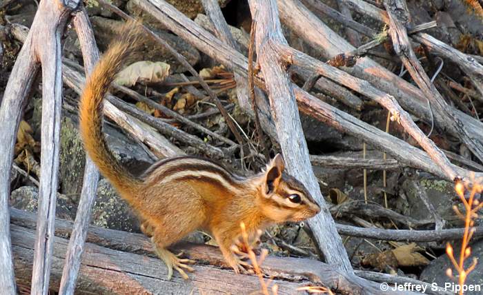 Yellow-Pine Chipmunk (Tamias amoenus)