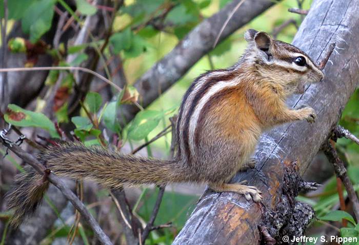 Yellow-Pine Chipmunk (Tamias amoenus)