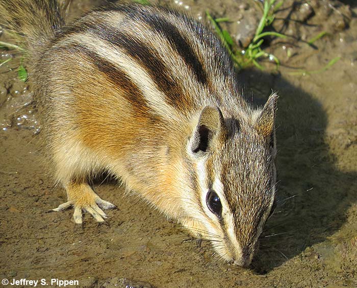 Yellow-Pine Chipmunk (Tamias amoenus)