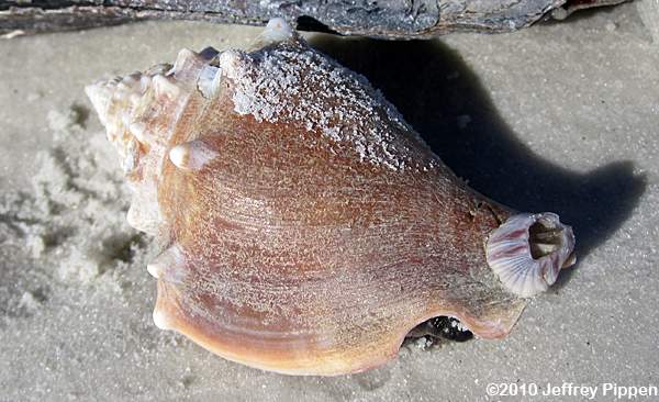 Florida Fighting Conch (Strombus alatus)