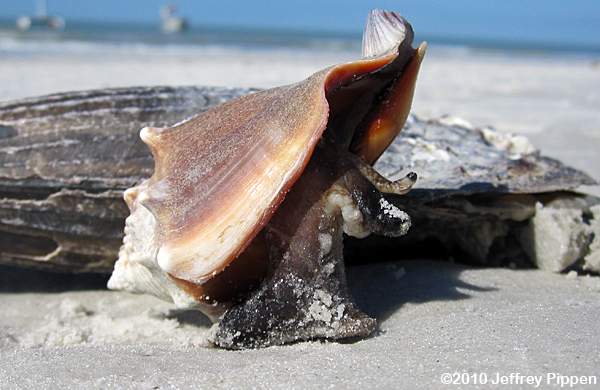 Florida Fighting Conch (Strombus alatus)