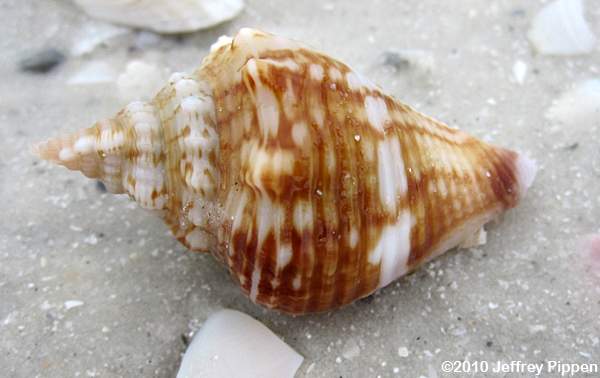 Florida Fighting Conch (Strombus alatus)