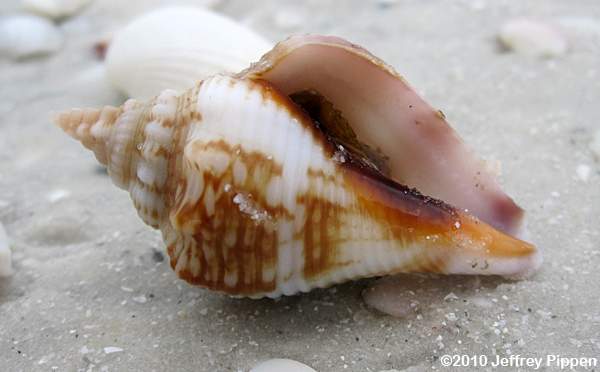 Florida Fighting Conch (Strombus alatus)
