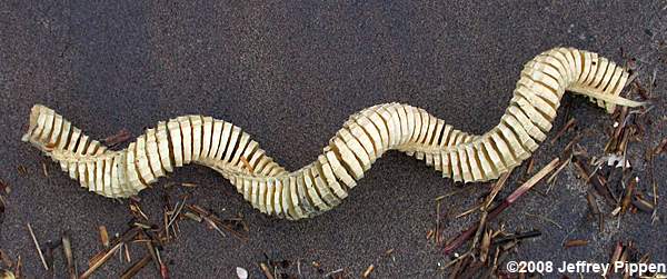 Knobbed Whelk (Busycon carica)