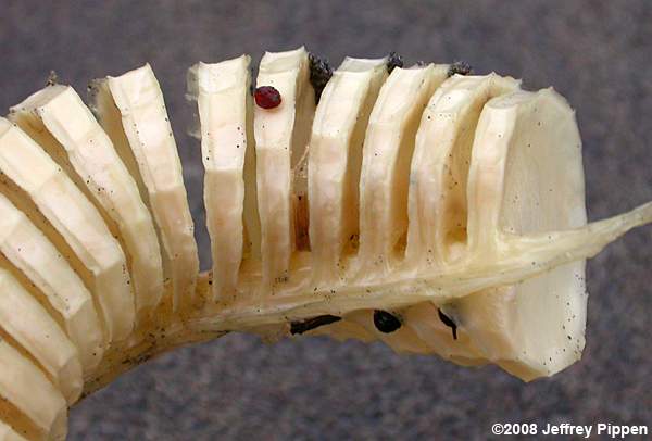 Knobbed Whelk (Busycon carica)