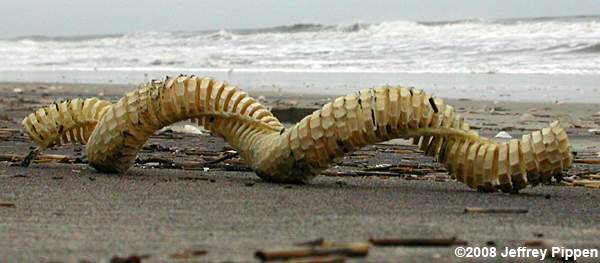 Knobbed Whelk (Busycon carica)