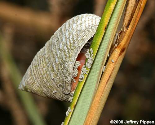Marsh Periwinkle, Marsh Snail (Littoraria irrorata)