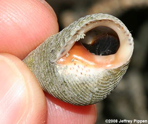 Marsh Periwinkle, Marsh Snail (Littoraria irrorata)