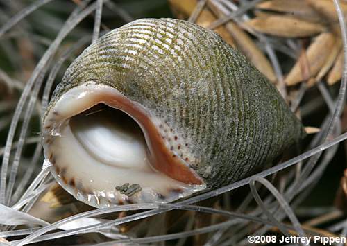 Marsh Periwinkle, Marsh Snail (Littoraria irrorata)