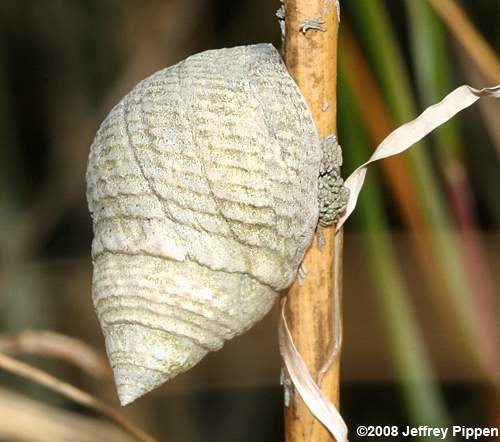Marsh Periwinkle, Marsh Snail (Littoraria irrorata)