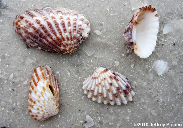 Turkey Wing (Arca zebra)