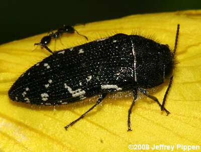 Spotted Flower Buprestids (Acmaeodera spp.)