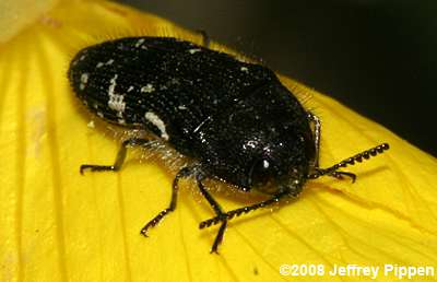 Spotted Flower Buprestids (Acmaeodera spp.)