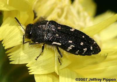 Spotted Flower Buprestids (Acmaeodera spp.)
