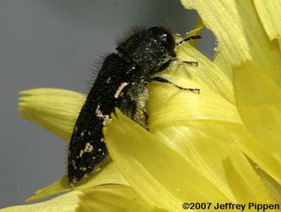 Spotted Flower Buprestid (Acmaeodera ornata)