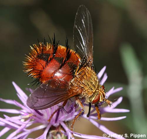 Red Tachinid Fly (Adejeania vexatrix)