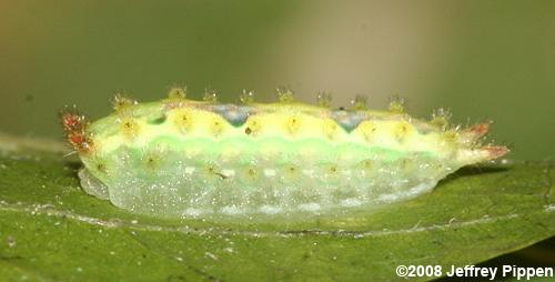 Two-tailed Slug Moth (Adoneta bicaudata)