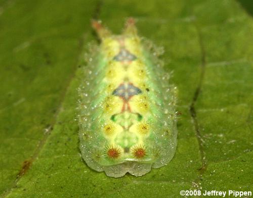 Two-tailed Slug Moth (Adoneta bicaudata)