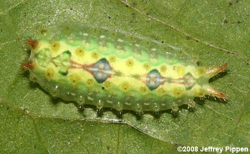 Two-tailed Slug Moth (Adoneta bicaudata)